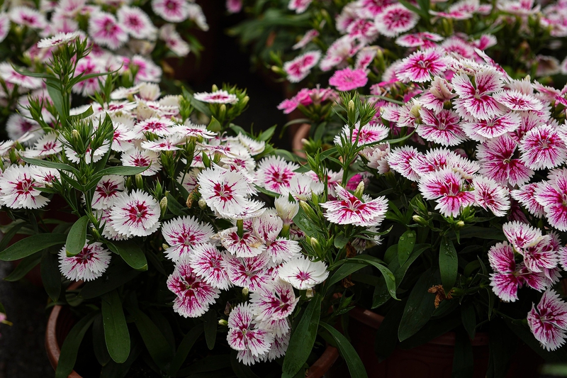 Petunias,Dã yên thảo, hoa, màu hồng, hoa nở, thực vật, pink, flower, pink flower-TieuBaoTruong 1