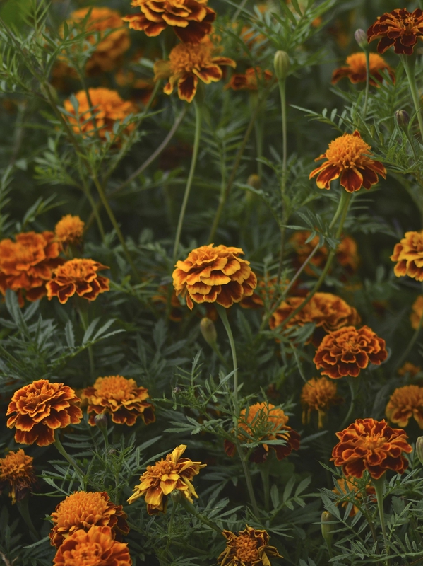 Cúc vàng, hoa, màu vàng, hoa nở, thực vật, chrysanthemum, yellow, flower, yellow flower, blooming, plant - Pexels