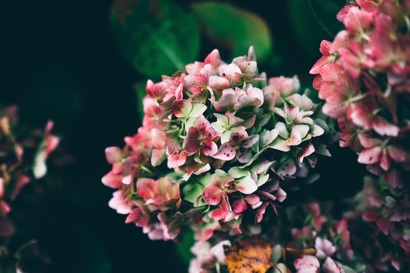 Cẩm tú cầu, hoa, màu hồng, hoa nở, thực vật, pink, flower, pink flower, blooming, plant - Pexels 13