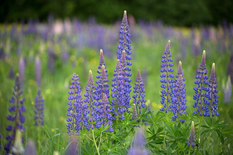 Hoa, màu tím, hoa nở, thực vật, flower, purple flower, blooming, plant - Pexels 10