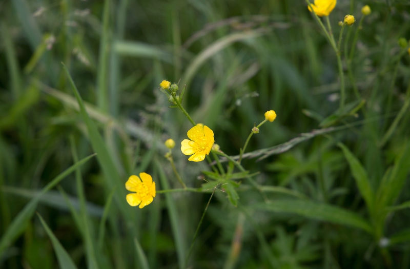 Cúc vàng, hoa, màu vàng, hoa nở, thực vật, chrysanthemum, yellow, flower, yellow flower, blooming, plant - Pexels