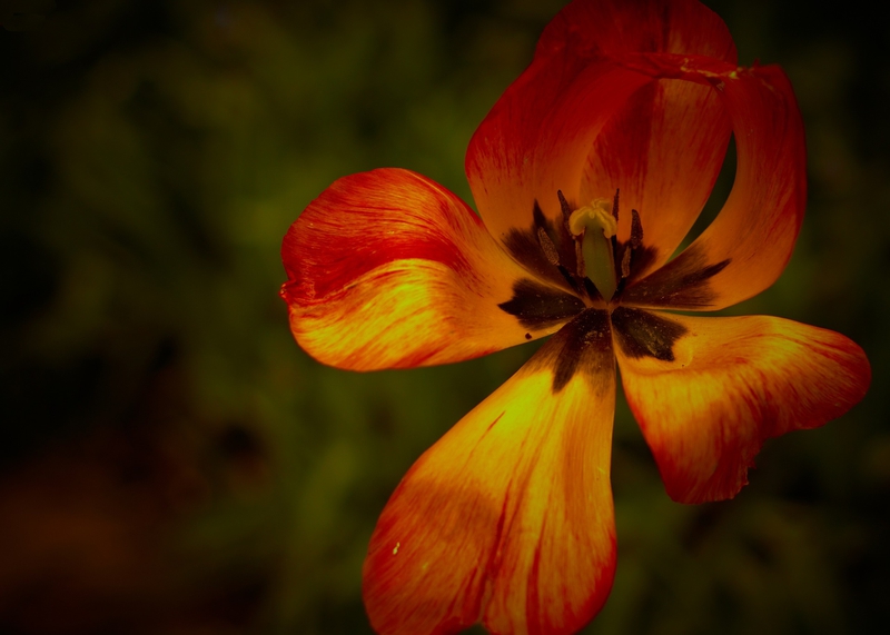 Tulip, hoa, màu cam, hoa nở, thực vật, orange, flower, orange flower, blooming, plant - Pexels 1