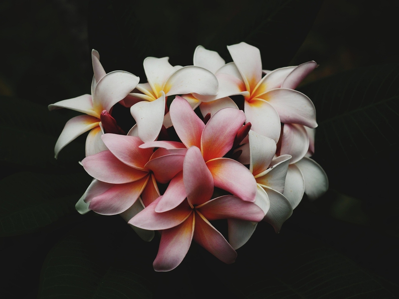 Hoa sứ, hoa, màu hồng, hoa nở, thực vật, pink, flower, pink flower, blooming, plant - Pexels 14