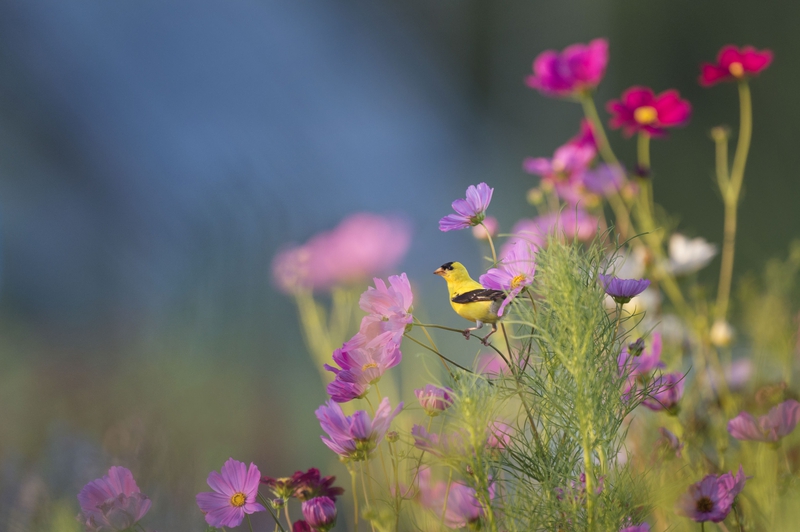 Hoa, màu hồng, hoa nở, thực vật, pink, flower, pink flower, blooming, plant - Pexels 7