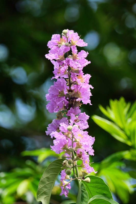 Hoa bằng lăng, màu tím, hoa nở, thực vật,  purple, flower,  purple flower-TieuBaoTruong