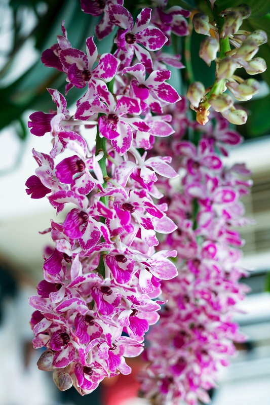 Hoa Lan,  orchids, màu hồng, hoa nở, thực vật, pink, flower, pink flower, blooming, plant-phamthe113 1
