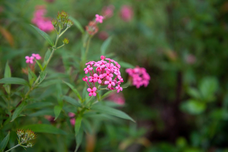 Hoa, màu hồng, hoa nở, thực vật, pink, flower, pink flower, blooming, plant-phamthe113
