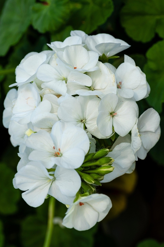 Hoa lài, jasmine flower,hoa, màu trắng, hoa nở, thực vật, white, flower, white flower-TieuBaoTruong 2