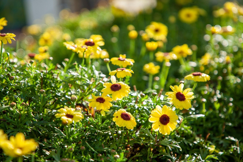 Hoa cúc, daisy, chrysanthemum, hoa, màu vàng, hoa nở, thực vật, yellow,flower, yellow, flower-phamthe113