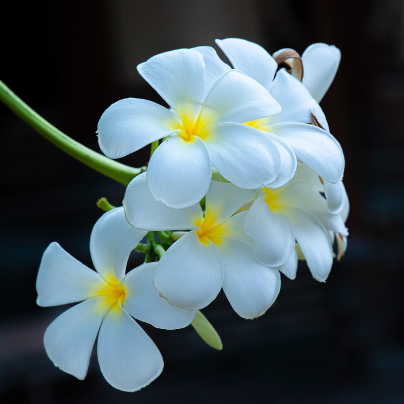 Hoa sứ, frangipan,hoa, màu trắng, hoa nở, thực vật, white, flower, white flower-TieuBaoTruong