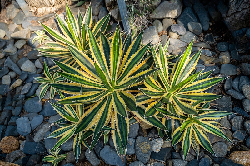 Xương rồng, thực vật, vườn cây, cactus, plants, garden-TieuBaoTruong 5