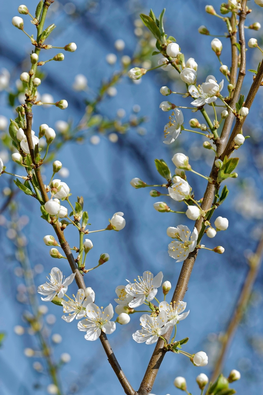 Hoa anh đào,  cherry blossom, hoa, màu trắng, hoa nở, thực vật, white, flower, white flower -GerBar