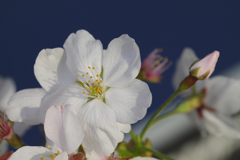 Hoa anh đào,  cherry blossom, hoa, màu trắng, hoa nở, thực vật, white, flower, white flower -HeungSoon