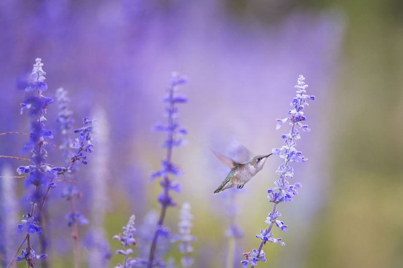 Hoa, màu tím, hoa nở, thực vật, flower, purple flower, blooming, plant - Pexels 12