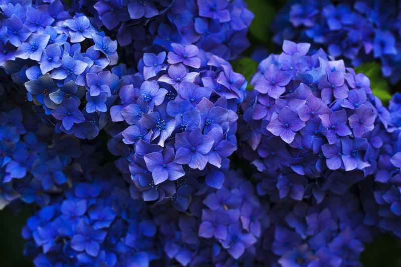 Cẩm tú cầu, hoa, màu tím, hoa nở, thực vật, flower, purple flower, blooming, plant - Pexels 13