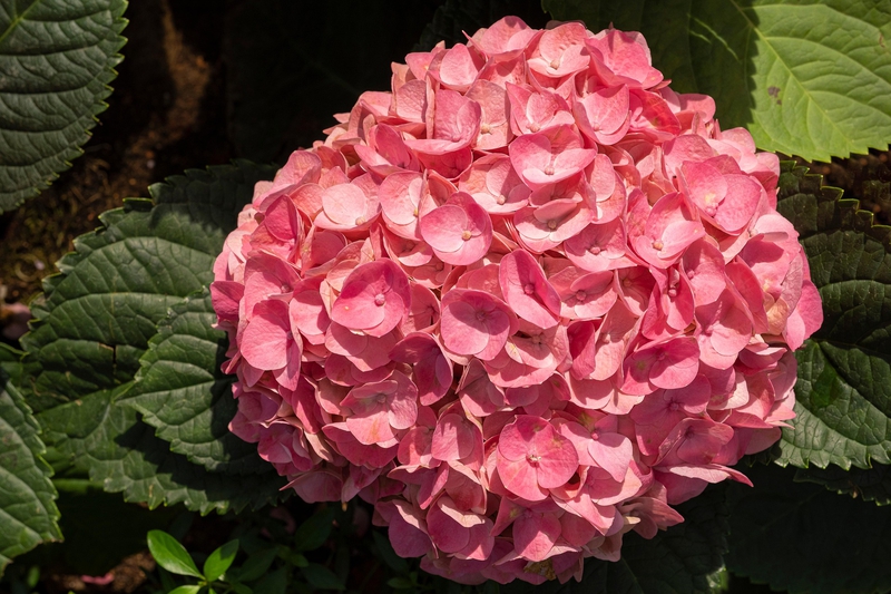 Cẩm tú cầu, hydrangeas, màu hồng, hoa nở, thực vật, pink, flower, pink flower-TieuBaoTruong