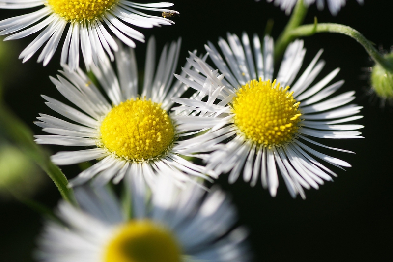 Hoa cúc, daisy, chrysanthemum, hoa, màu trắng, hoa nở, thực vật, white, flower, white flower - ivabalk