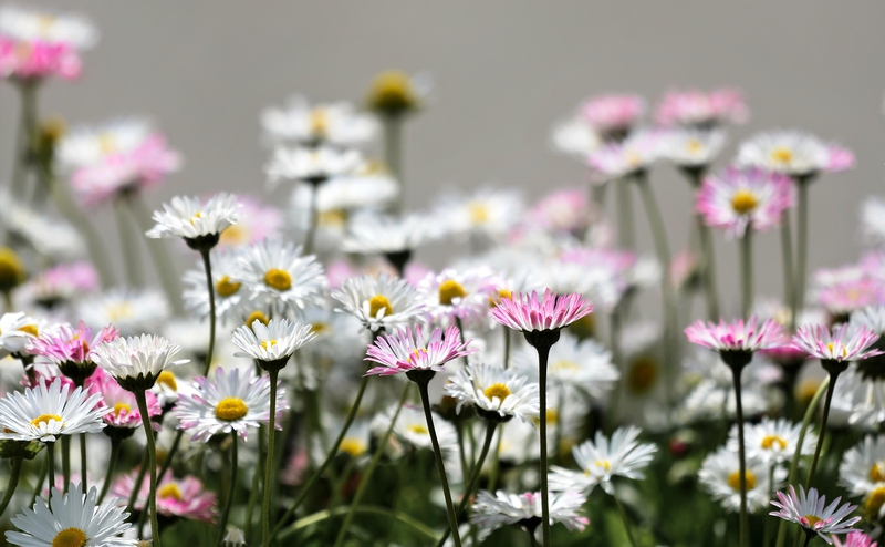 Hoa cúc, daisy, chrysanthemum, hoa, màu trắng, hoa nở, thực vật, white, flower, white flower - Johnny_Harvester