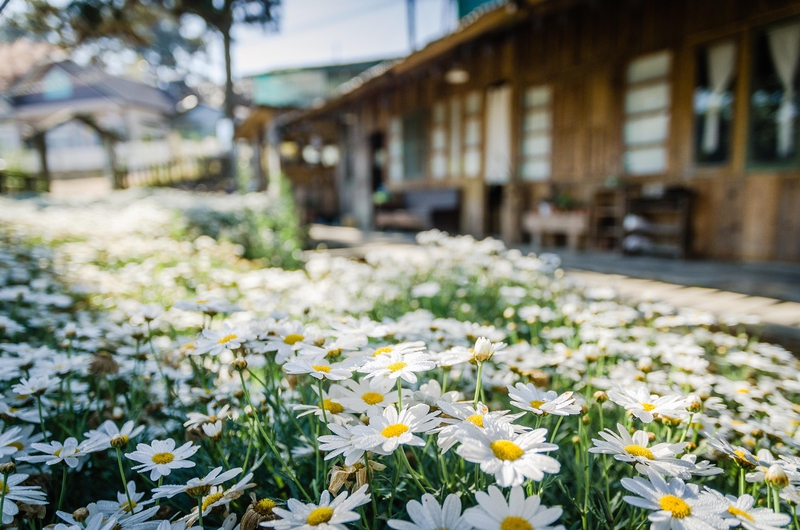 Hoa cúc, daisy, chrysanthemum, hoa, màu trắng, hoa nở, thực vật, white, flower, white flower - Kunphotographer
