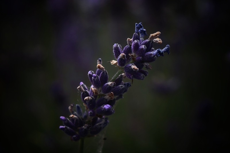 Lavender, hoa, màu tím, hoa nở, thực vật,  purple, flower,  purple flower- Tho-Ge