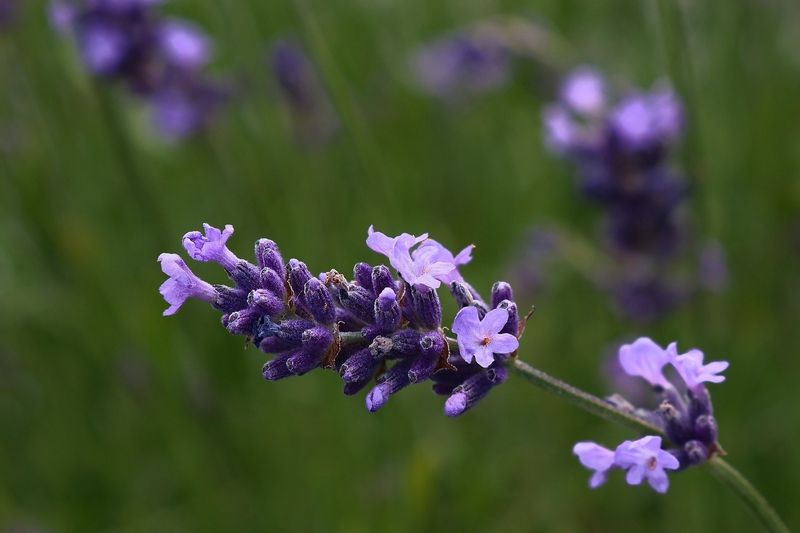 Lavender, hoa, màu tím, hoa nở, thực vật,  purple, flower,  purple flower- Tho-Ge 1
