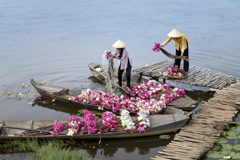 Hoa súng, xuồng gỗ, hái hoa, water lily, wooden boat, flower picking - Quangpraha 4