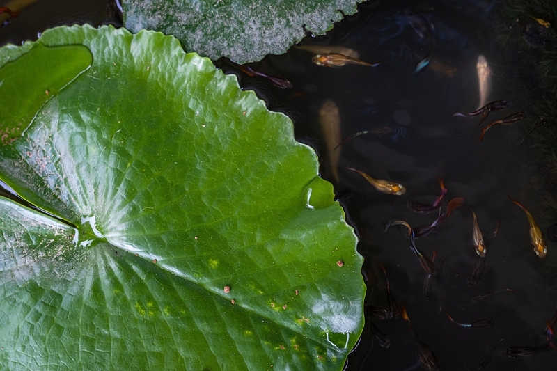 Hoa súng, water lily,hoa, màu trắng, hoa nở, thực vật, white, flower, white flower-TieuBaoTruong 2
