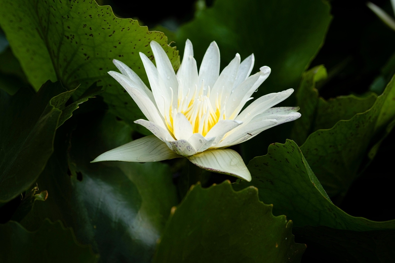 Hoa súng, water lily,hoa, màu trắng, hoa nở, thực vật, white, flower, white flower-TieuBaoTruong 4