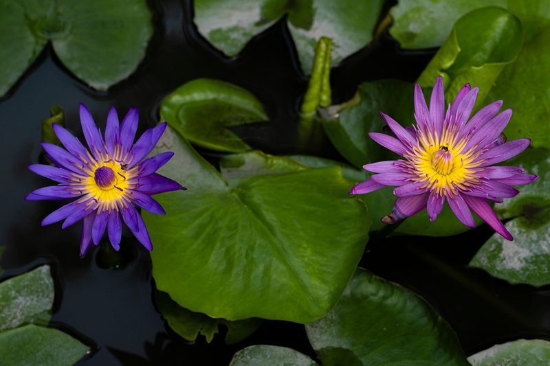 Hoa súng, water lily, màu tím, hoa nở, thực vật,  purple, flower,  purple flower-TieuBaoTruong