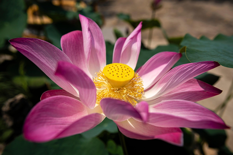Hoa sen, lotus, hoa, màu hồng, hoa nở, thực vật, pink, flower, pink flower-TieuBaoTruong 3