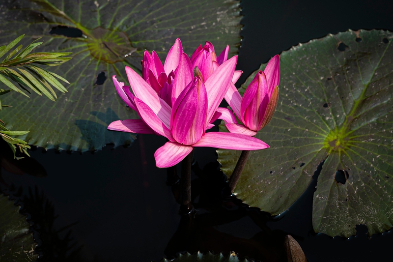 Hoa sen, lotus, hoa, màu hồng, hoa nở, thực vật, pink, flower, pink flower-TieuBaoTruong 4