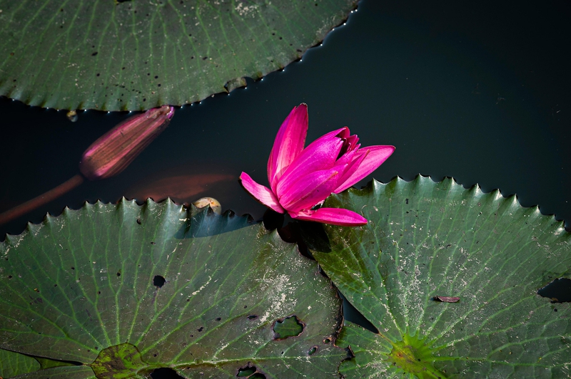 Hoa sen, lotus, hoa, màu hồng, hoa nở, thực vật, pink, flower, pink flower-TieuBaoTruong 5