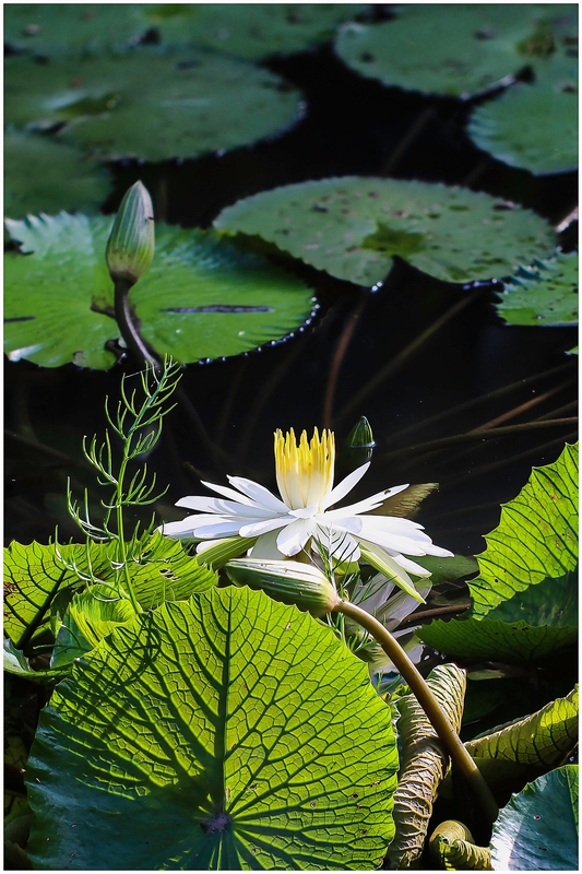 Hoa súng, water lily,hoa, màu trắng, hoa nở, thực vật, white, flower, white flower-TieuBaoTruong 5