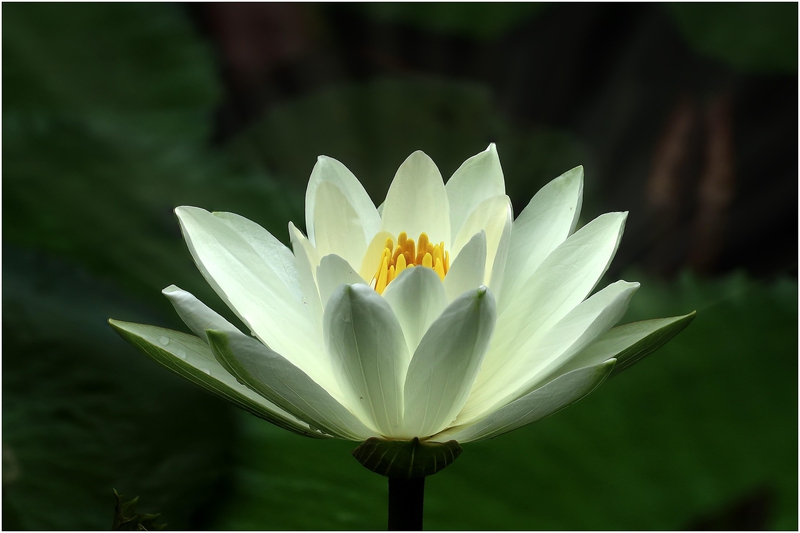 Hoa súng, water lily,hoa, màu trắng, hoa nở, thực vật, white, flower, white flower-TieuBaoTruong