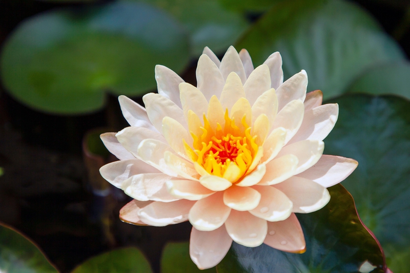 Hoa sen, lotus, hoa, torch ginger, màu hồng, hoa nở, thực vật, pink, flower, pink flower, blooming, plant-phamthe113