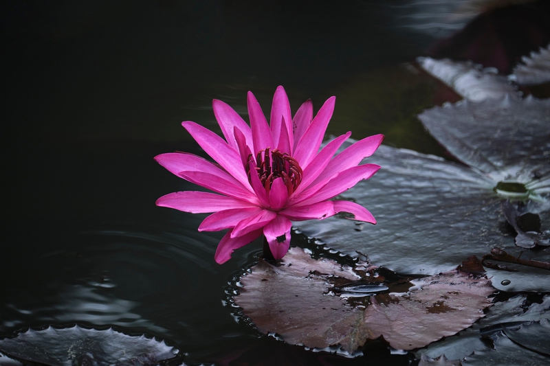 Hoa sen, lotus, hoa, màu hồng, hoa nở, thực vật, pink, flower, pink flower-TieuBaoTruong 7