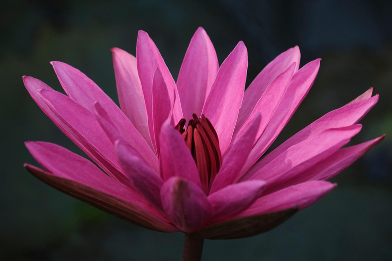 Hoa sen, lotus, hoa, màu hồng, hoa nở, thực vật, pink, flower, pink flower-TieuBaoTruong 8
