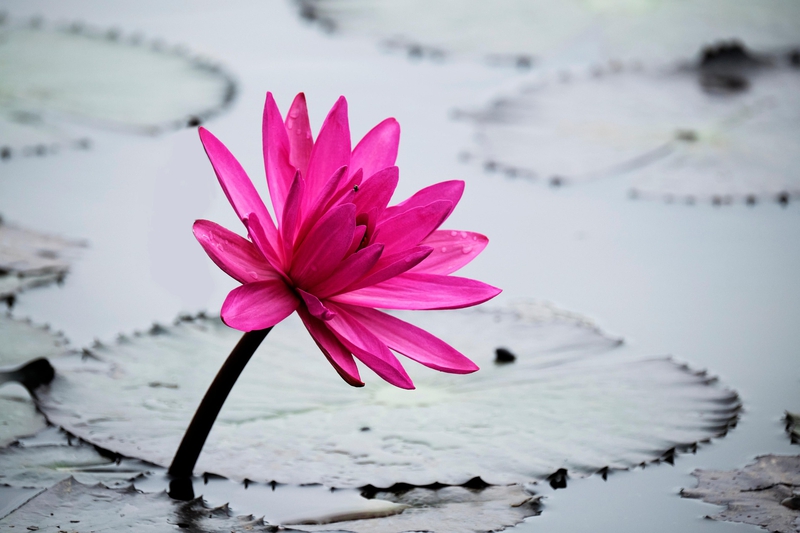 Hoa sen, lotus, hoa, màu hồng, hoa nở, thực vật, pink, flower, pink flower-TieuBaoTruong 9