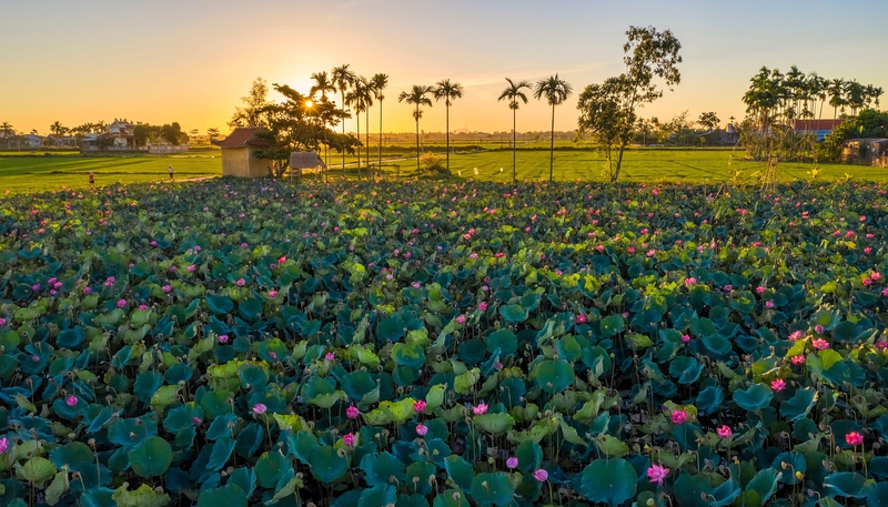 Đầm sen, sen, cánh đồng, lotus pond, lotus, field- CUONG_ART
