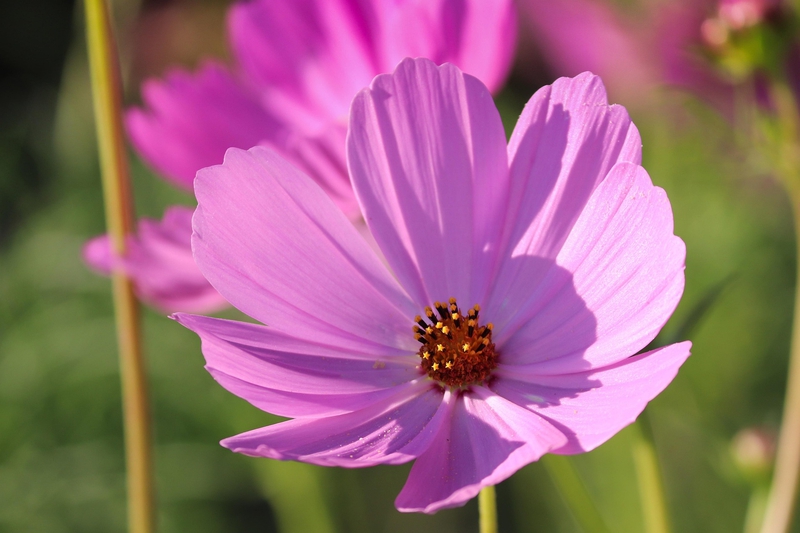 Hoa cánh bướm,  butterfly flowers, hoa, màu tím, hoa nở, thực vật, purple, flower, purple flower - manfredrichter