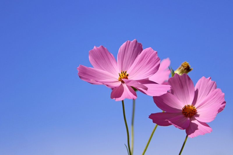 Hoa cánh bướm,  butterfly flowers, hoa, màu tím, hoa nở, thực vật, purple, flower, purple flower  - manseok_Kim