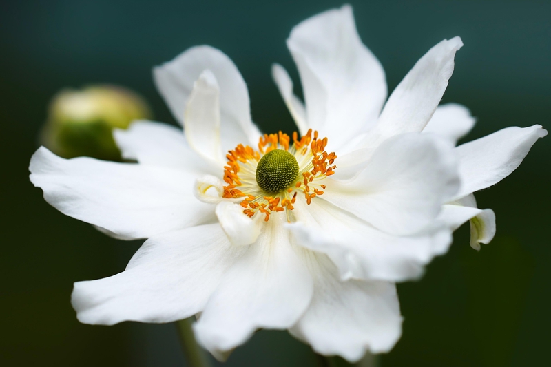 Hải quỳ, anemones, hoa, màu trắng, hoa nở, thực vật, white, flower, white flower-mariya_m 1