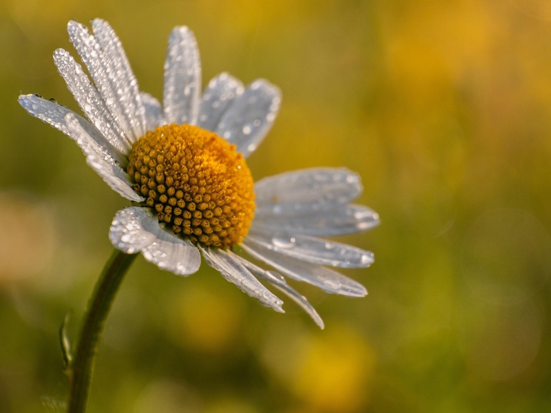 Hoa cúc, daisy, chrysanthemum, hoa, màu trắng, hoa nở, thực vật, white, flower, white flower - Johnny_martin_hetto
