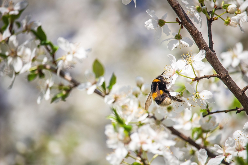Hoa anh đào,  cherry blossom, hoa, màu trắng, hoa nở, thực vật, white, flower, white flower -MolnarSzabolcsErdely