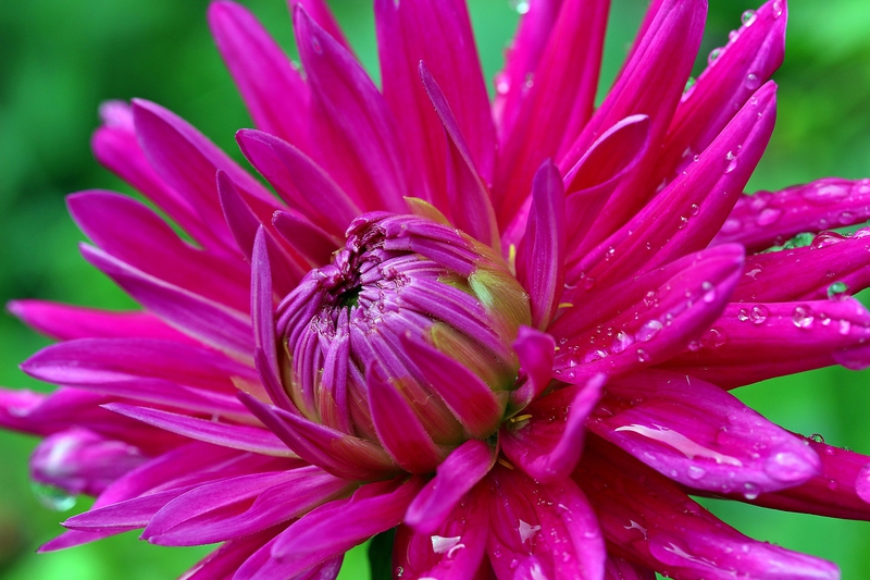 Hoa cúc, daisy, chrysanthemum, hoa, màu tím, hoa nở, thực vật, purple, flower, purple flower - Myriams-Fotos
