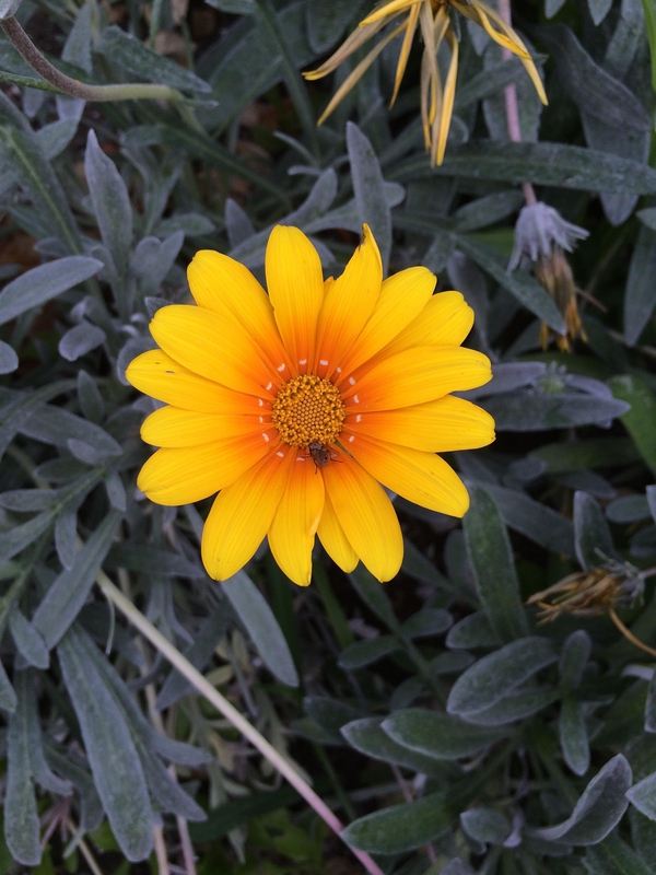 Cúc vàng, hoa, màu vàng, hoa nở, thực vật, chrysanthemum, yellow, flower, yellow flower, blooming, plant - Pexels