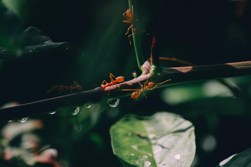 Lá, con kiến,kiến vàng, thực vật, ant, yellow ant, leaves, plants - Pexels