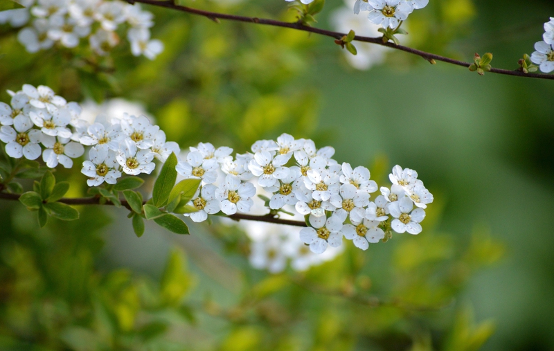 Hoa anh đào,  cherry blossom, hoa, màu trắng, hoa nở, thực vật, white, flower, white flower -neelam279