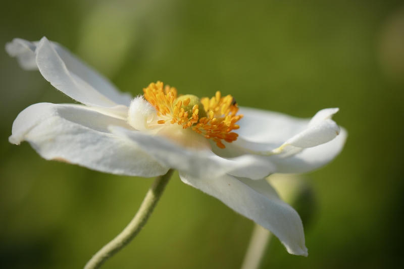Hải quỳ, anemones, hoa, màu trắng, hoa nở, thực vật, white, flower, white flower - Nennieinszweidrei