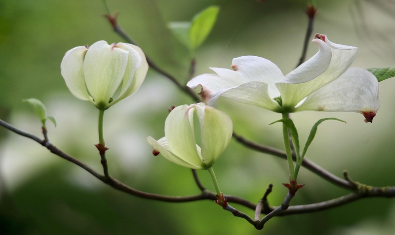 Cây dương đào, dogwood, hoa, màu trắng, hoa nở, thực vật, white, flower, white flower - Nennieinszweidrei 1